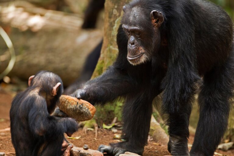 chimpanzee teaches grandson to use tool