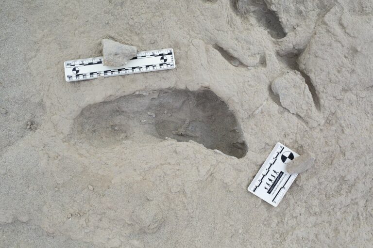 hominid footprint