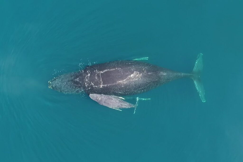 Humpback whale with baby