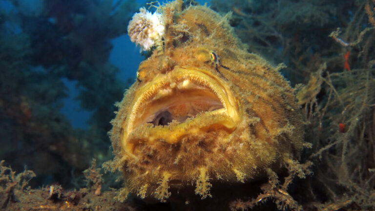 frogfish 1 1152x648