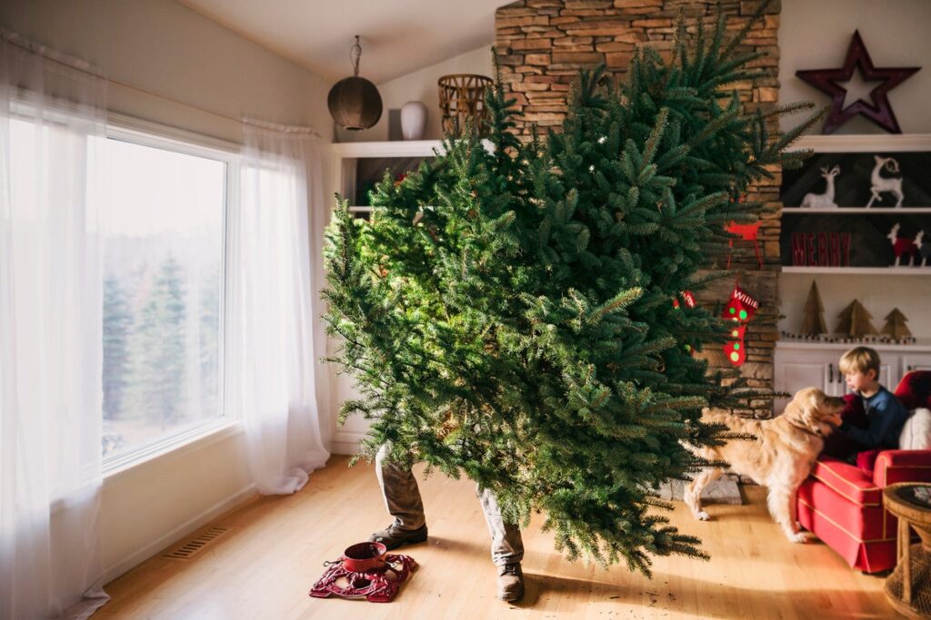 setting up christmas tree