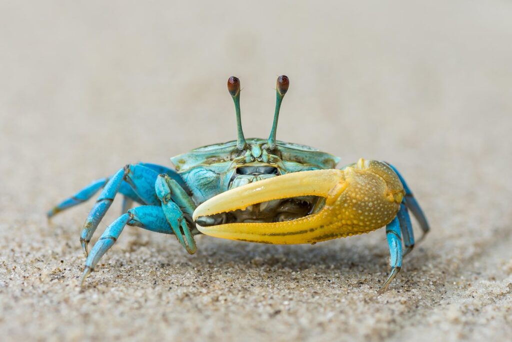 blue crab with yellow claw