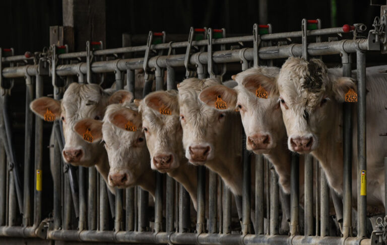 cattle 1024x648