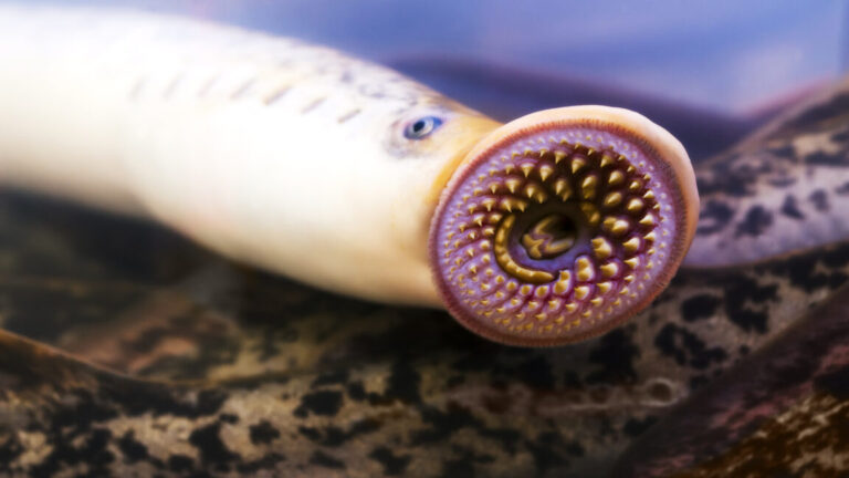 lamprey 1152x648